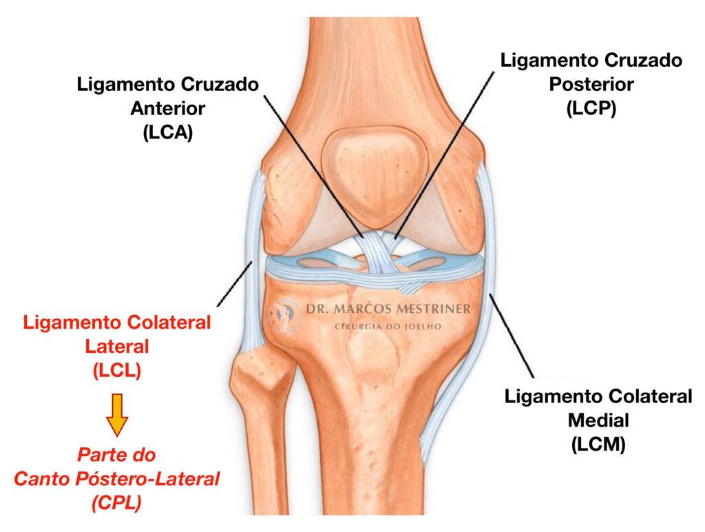 Ligamento Colateral Lateral
LCL
Canto Póstero-Lateral
CPL
